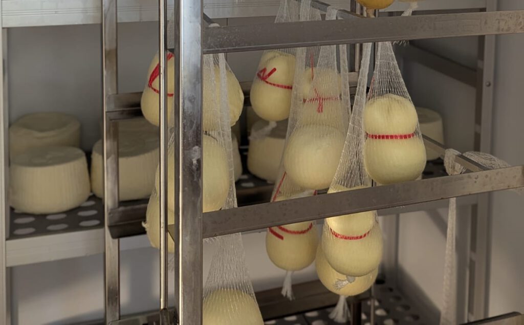 Scamorza ist die perfekte Käsesorte von Caseificio Fanizzi zum überbacken von Speisen aller Art.